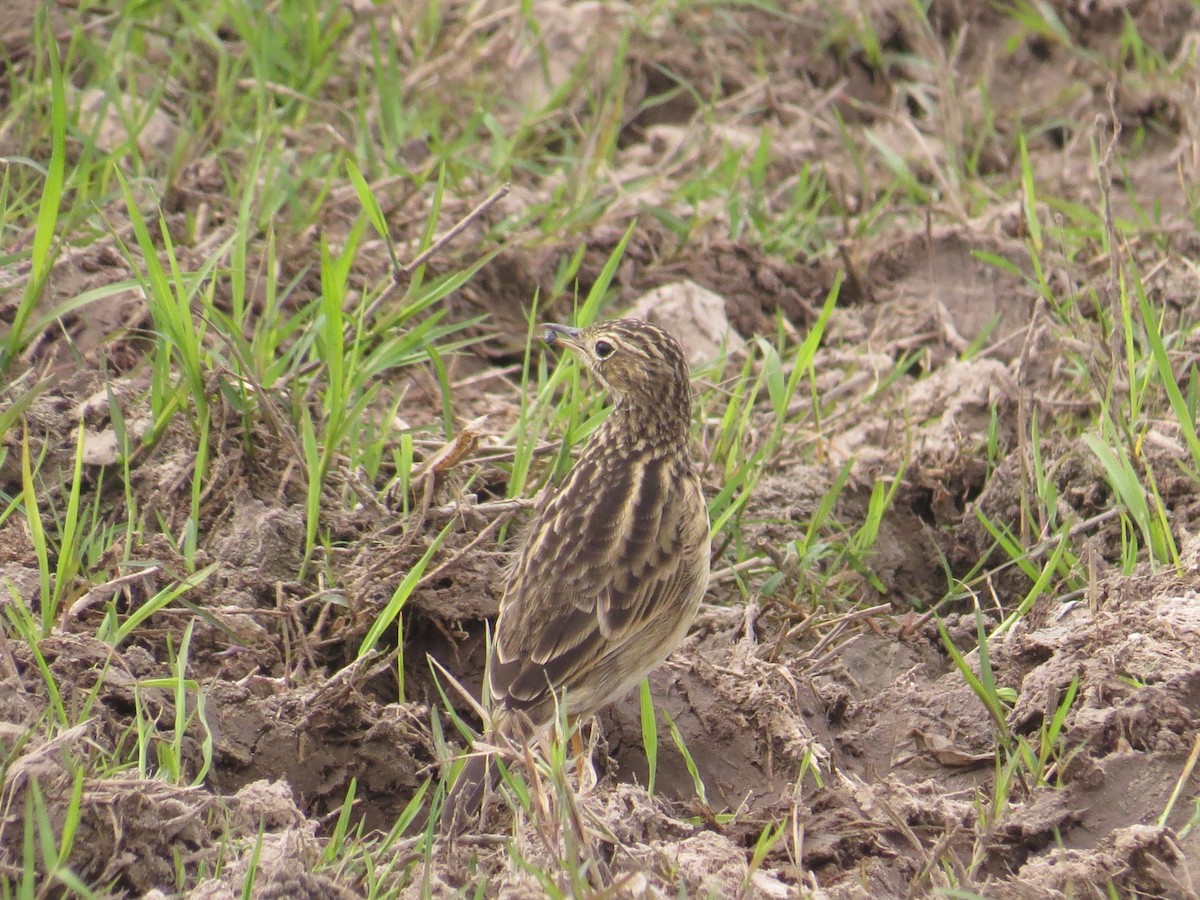 Yellowish Pipit - Ricardo Battistino