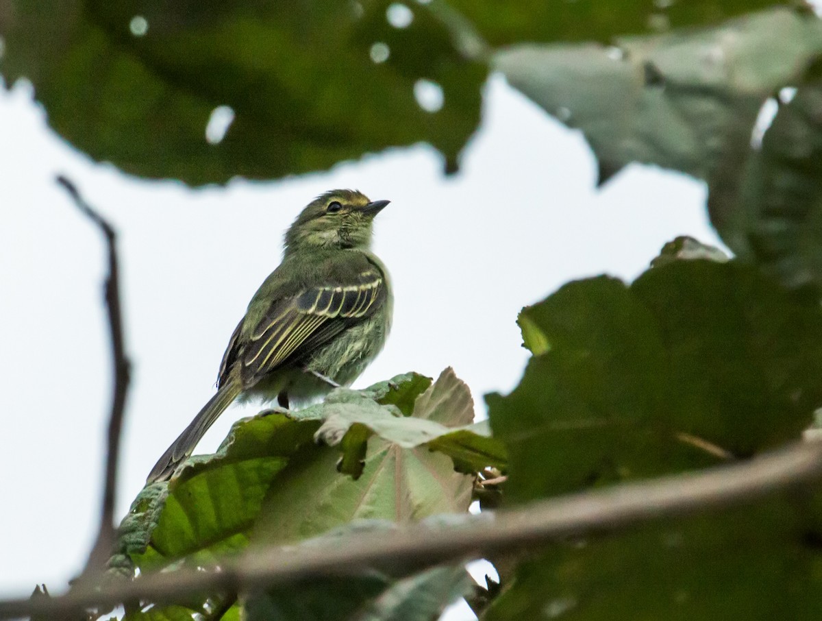 Golden-faced Tyrannulet (Golden-faced) - ML150234001