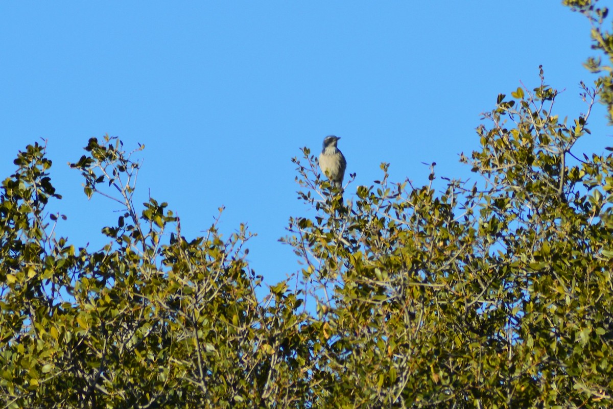 California Scrub-Jay - ML150234091
