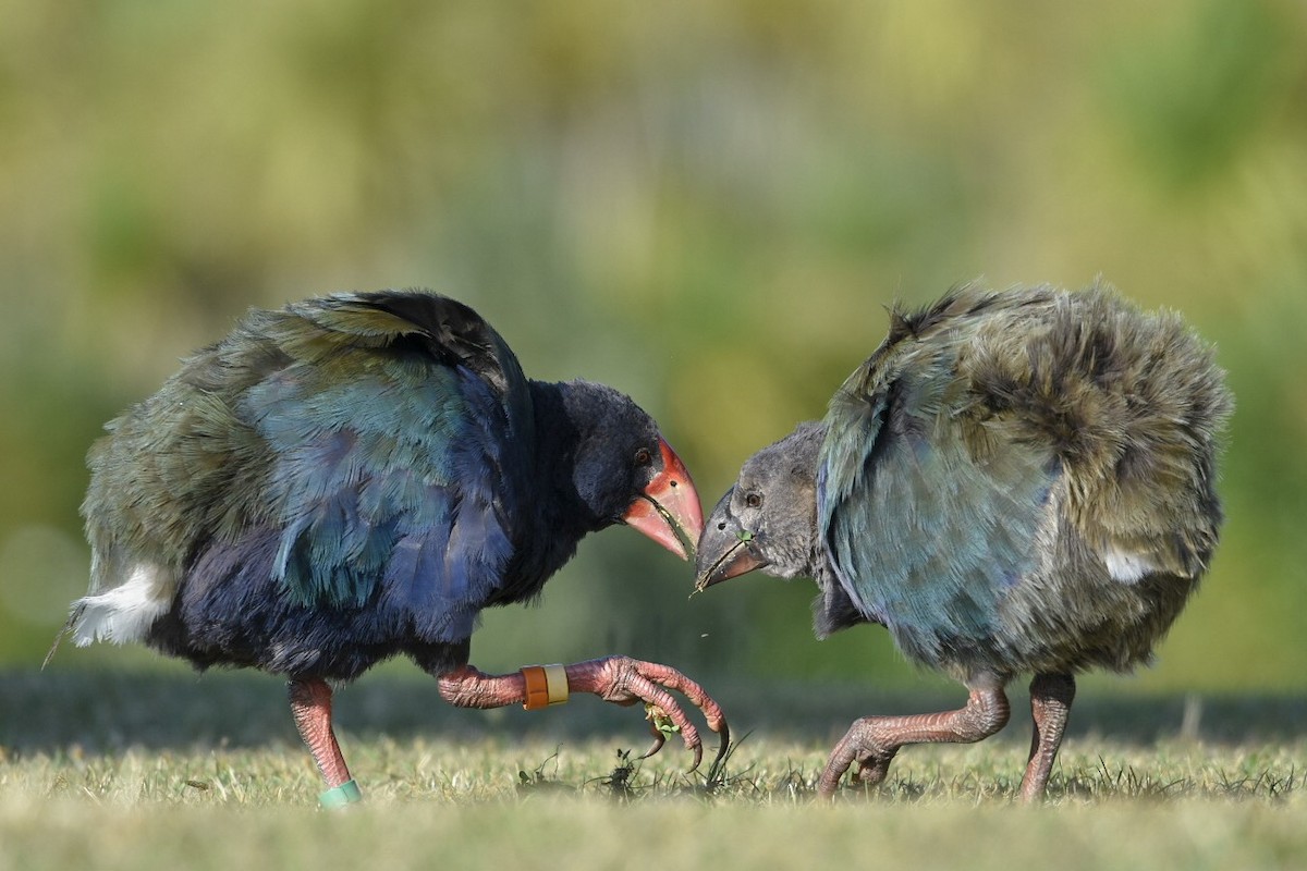 South Island Takahe - ML150236101