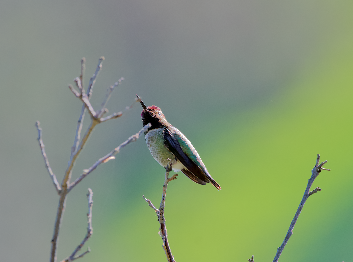 Anna's Hummingbird - Philip Georgakakos