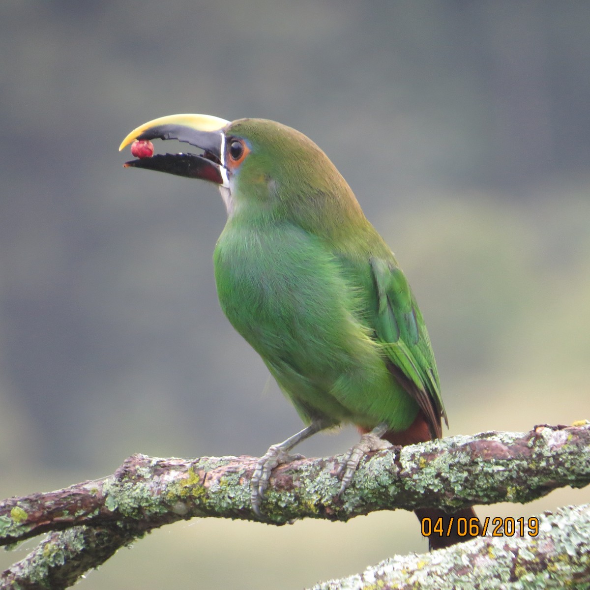 Southern Emerald-Toucanet - ORLANDO PADILLA