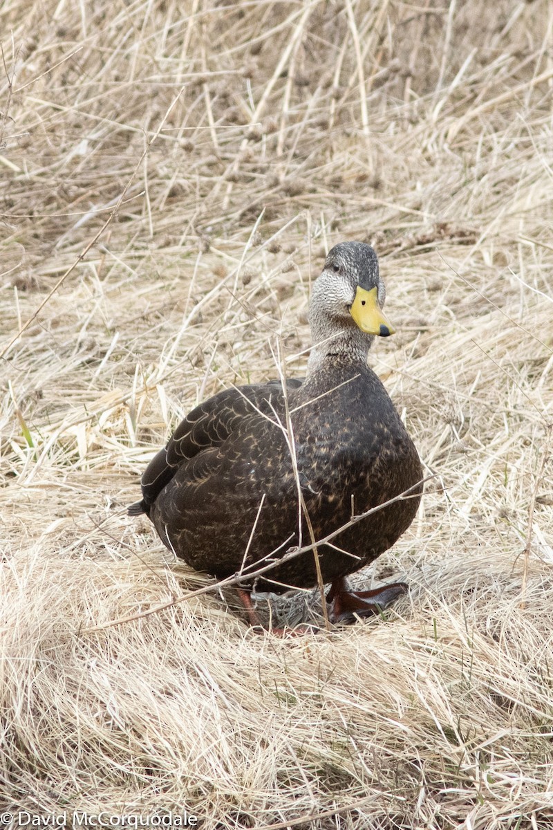 Canard noir - ML150236971