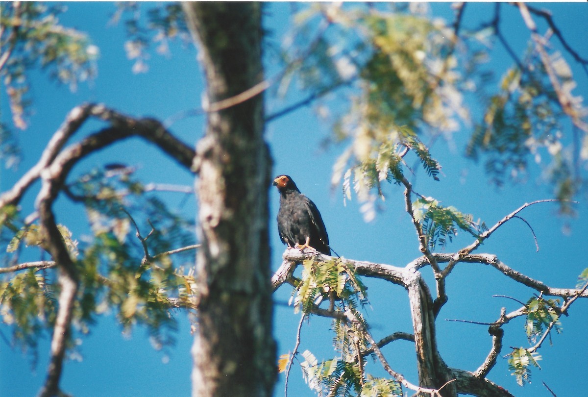 Black Caracara - ML150237261