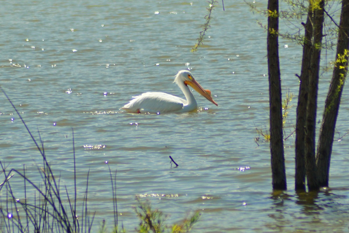 American White Pelican - ML150237561