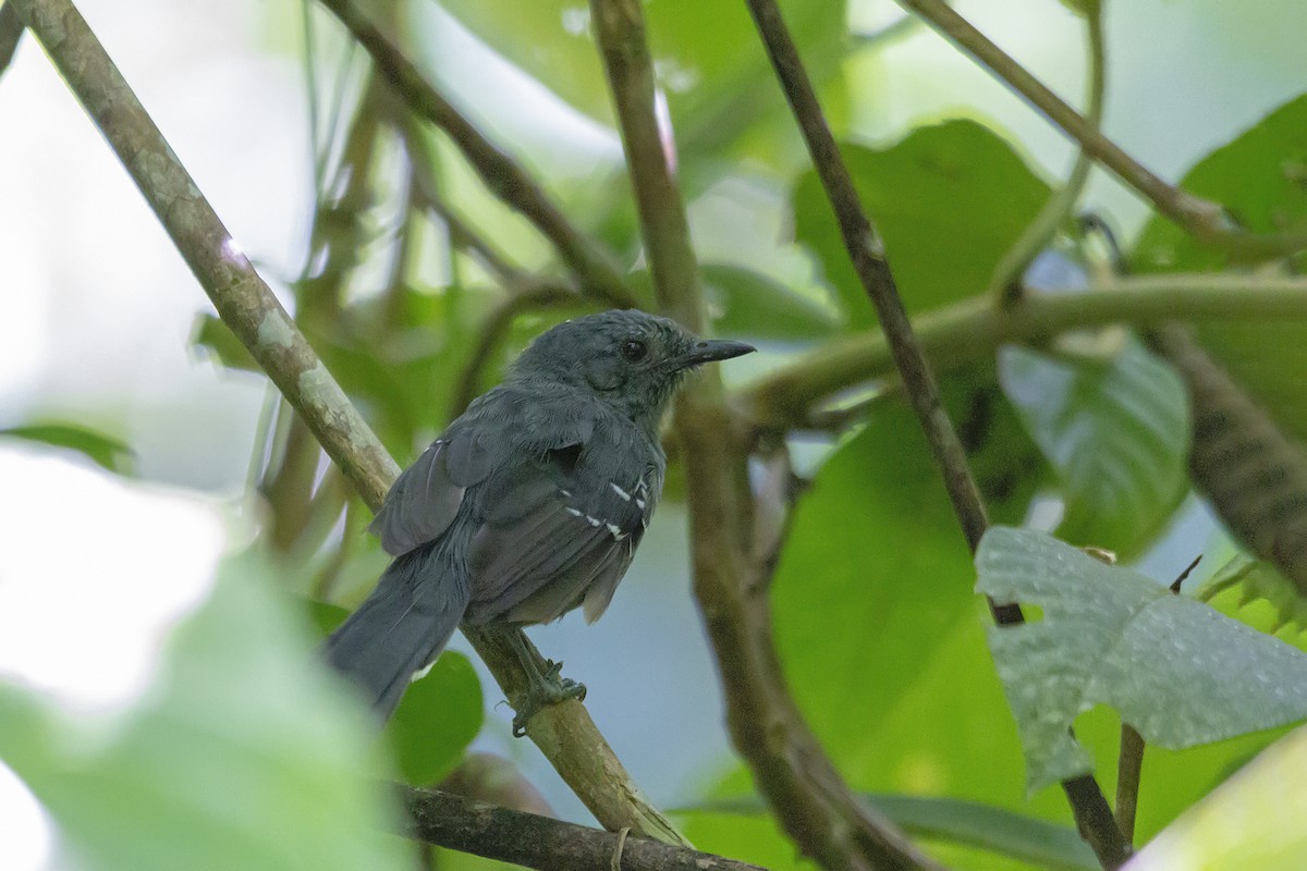 Rio de Janeiro Antbird - ML150240101