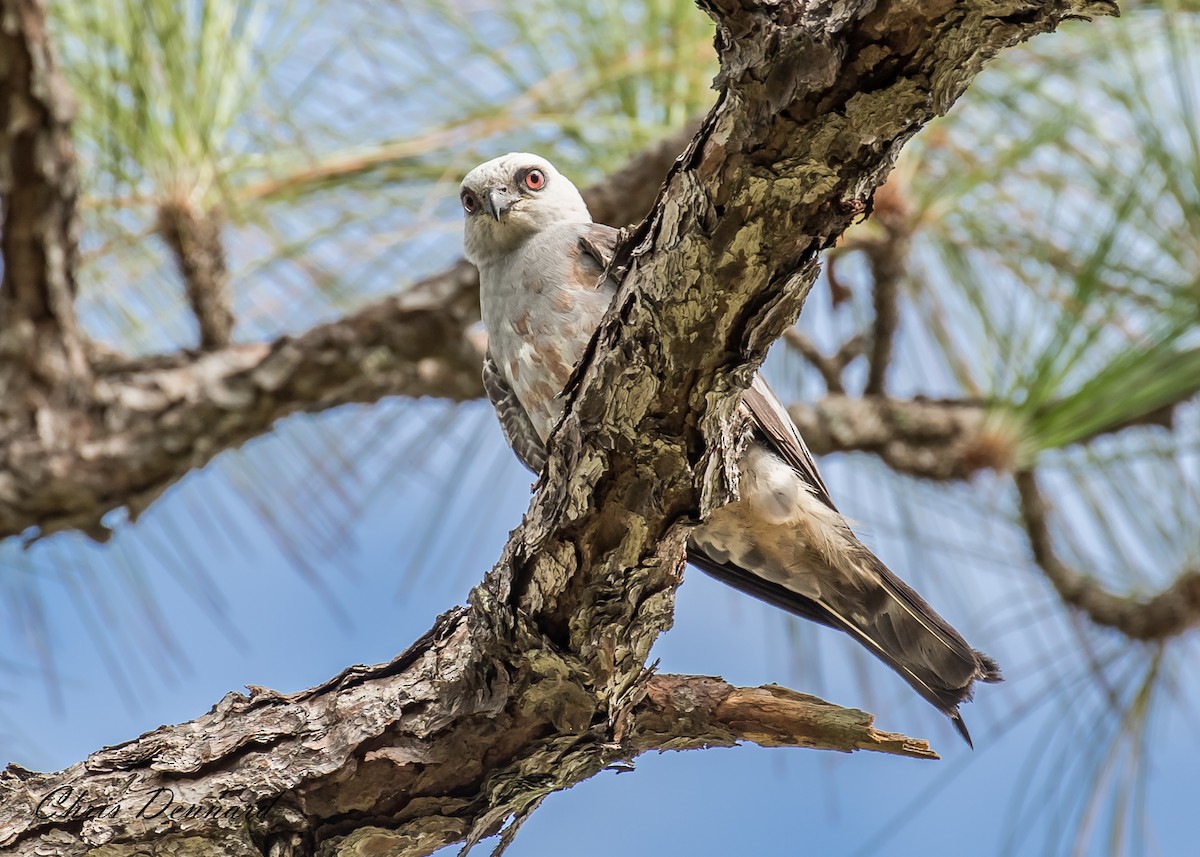 Mississippi Kite - ML150240211