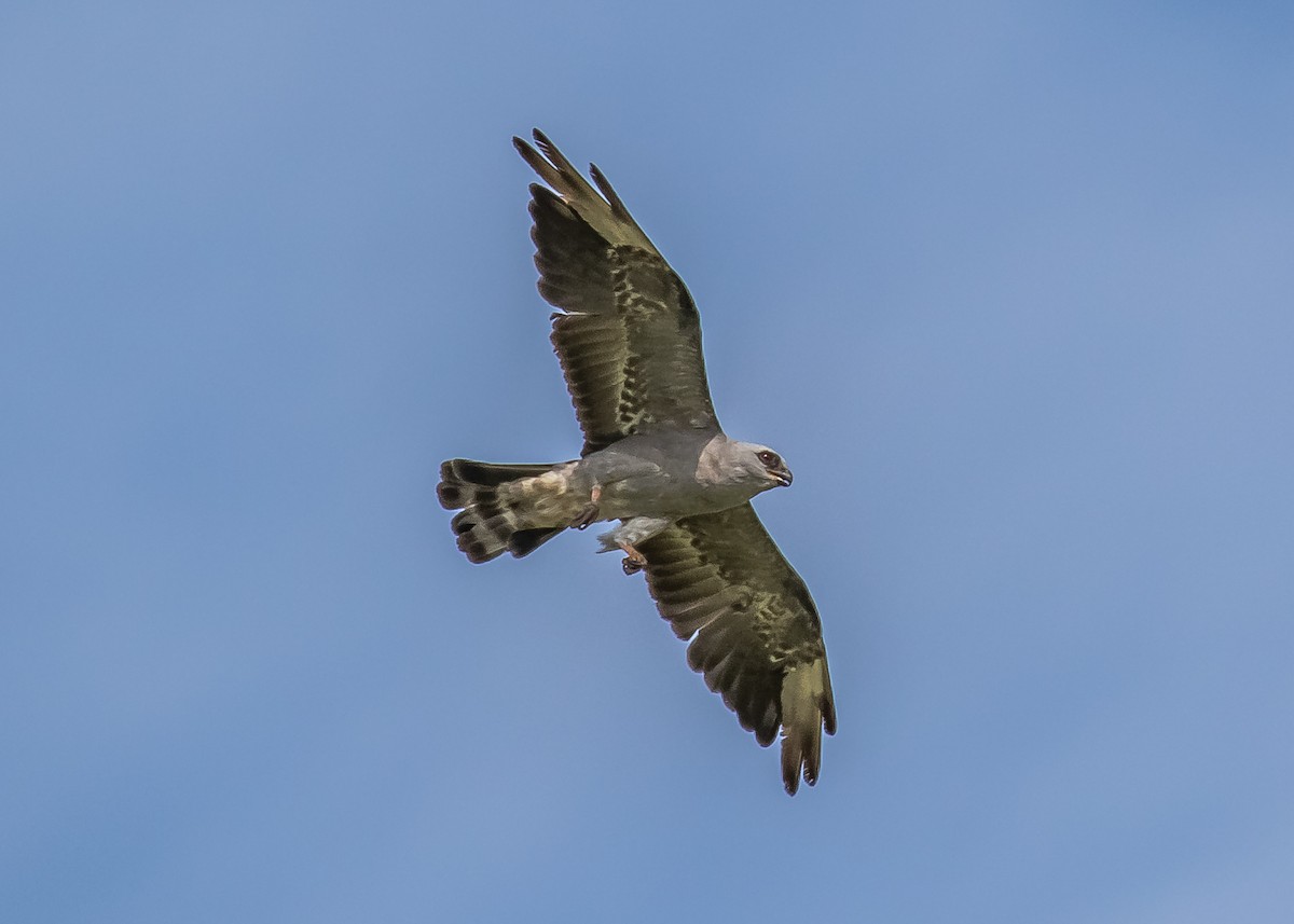 Mississippi Kite - Chris Dennard