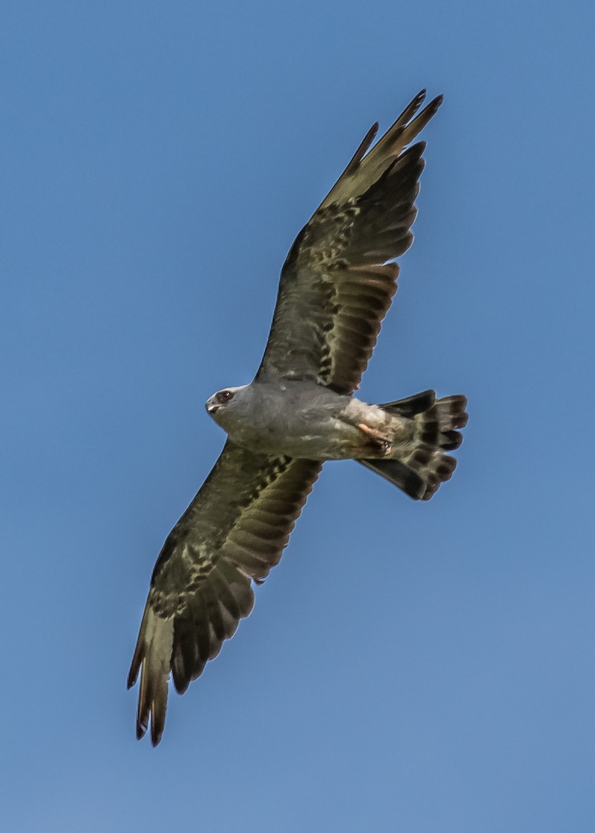 Mississippi Kite - ML150240421