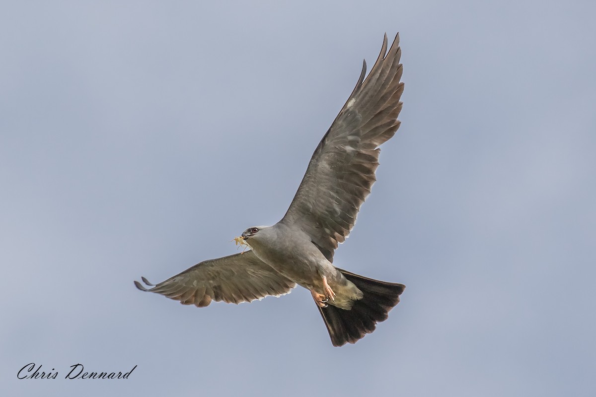 Mississippi Kite - ML150240501