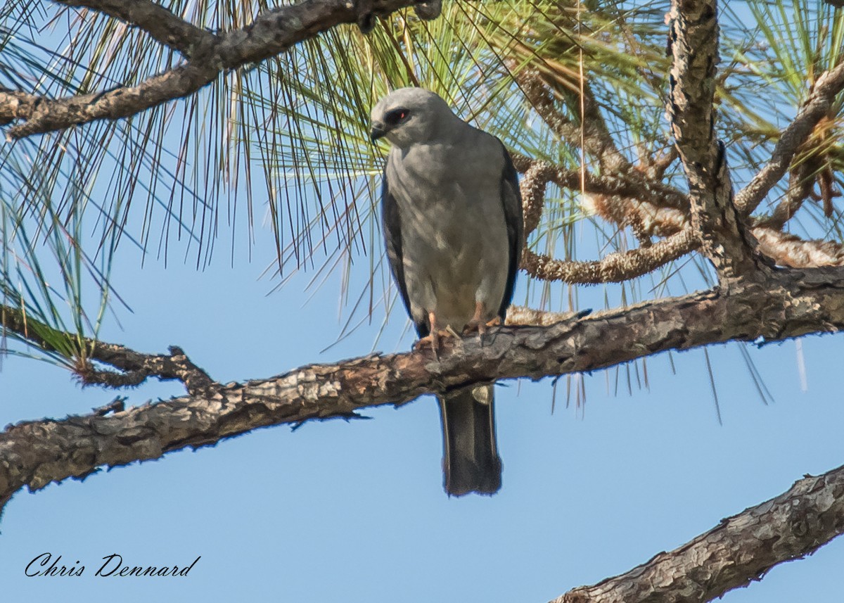 Mississippi Kite - ML150240571