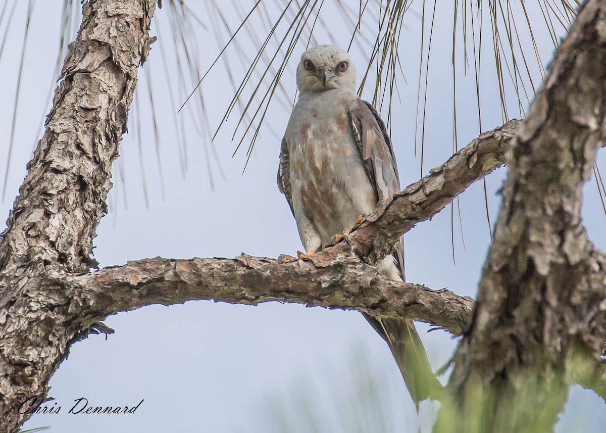 Mississippi Kite - Chris Dennard