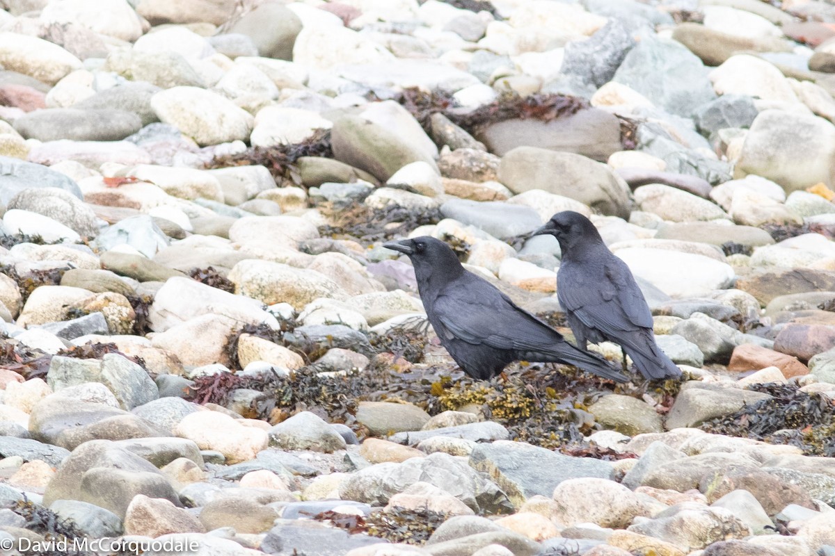 American Crow - ML150240891