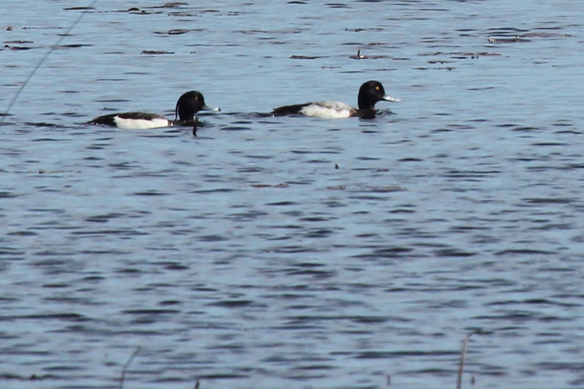 Tufted Duck - ML150241131