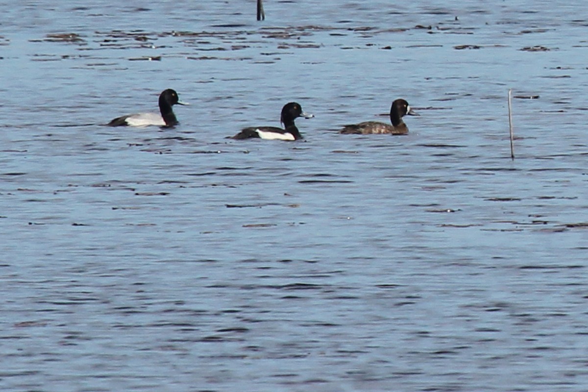Tufted Duck - ML150241141