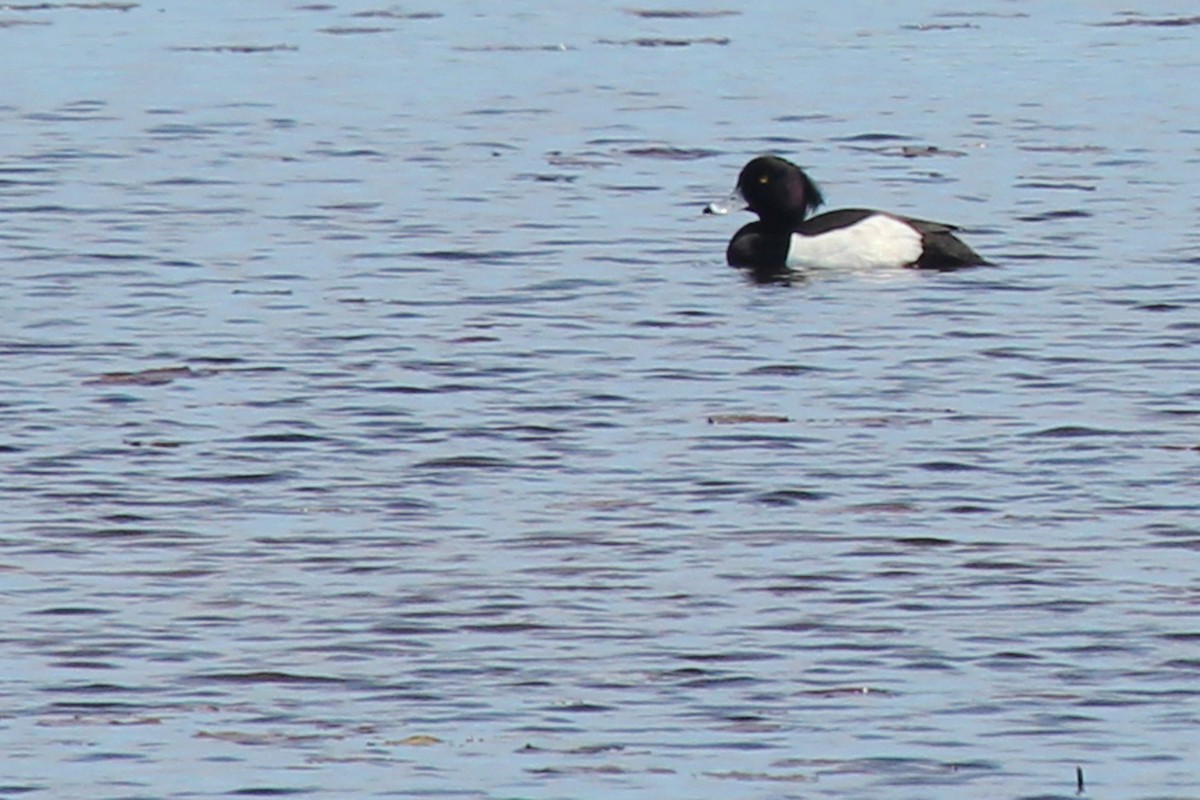 Tufted Duck - ML150241151