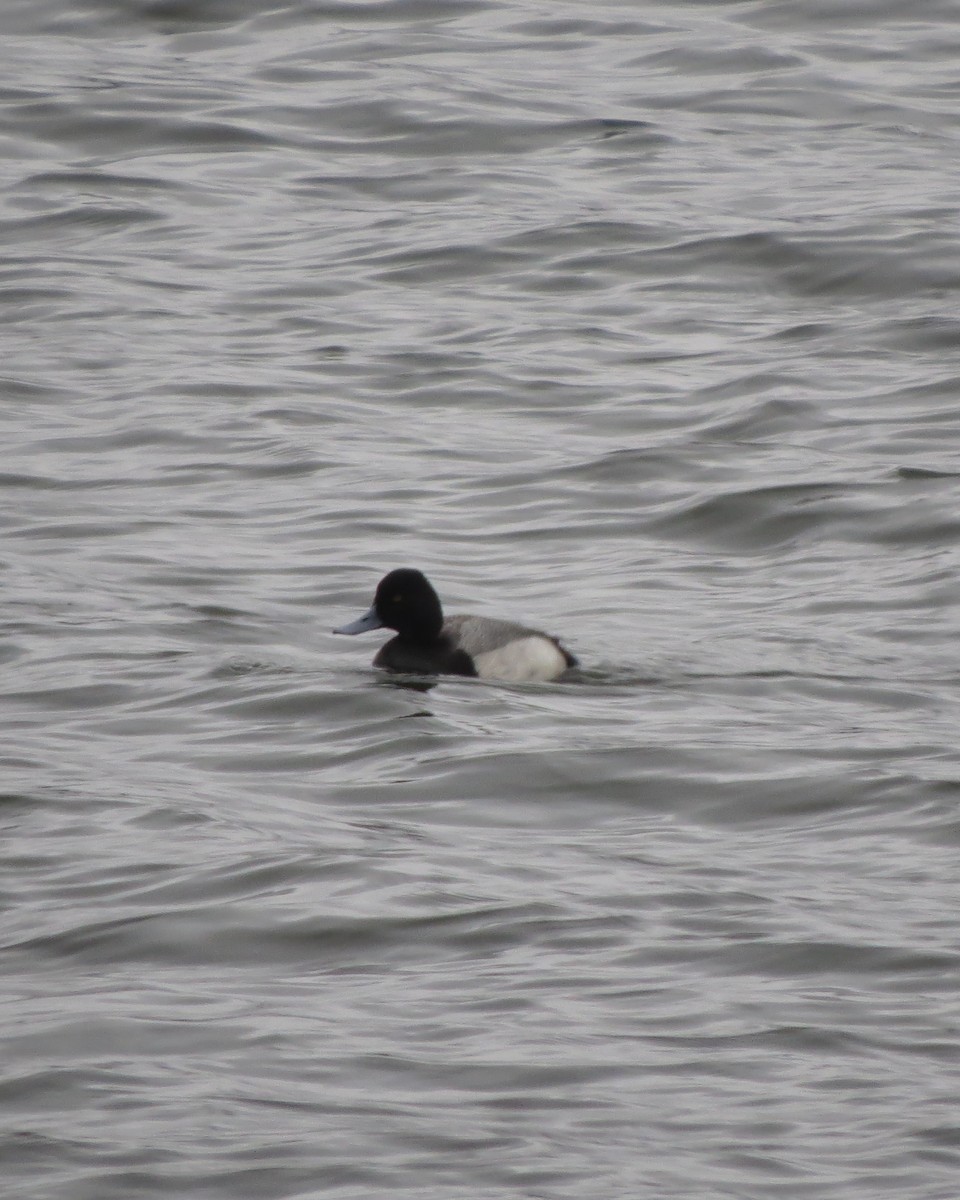 Lesser Scaup - ML150242441