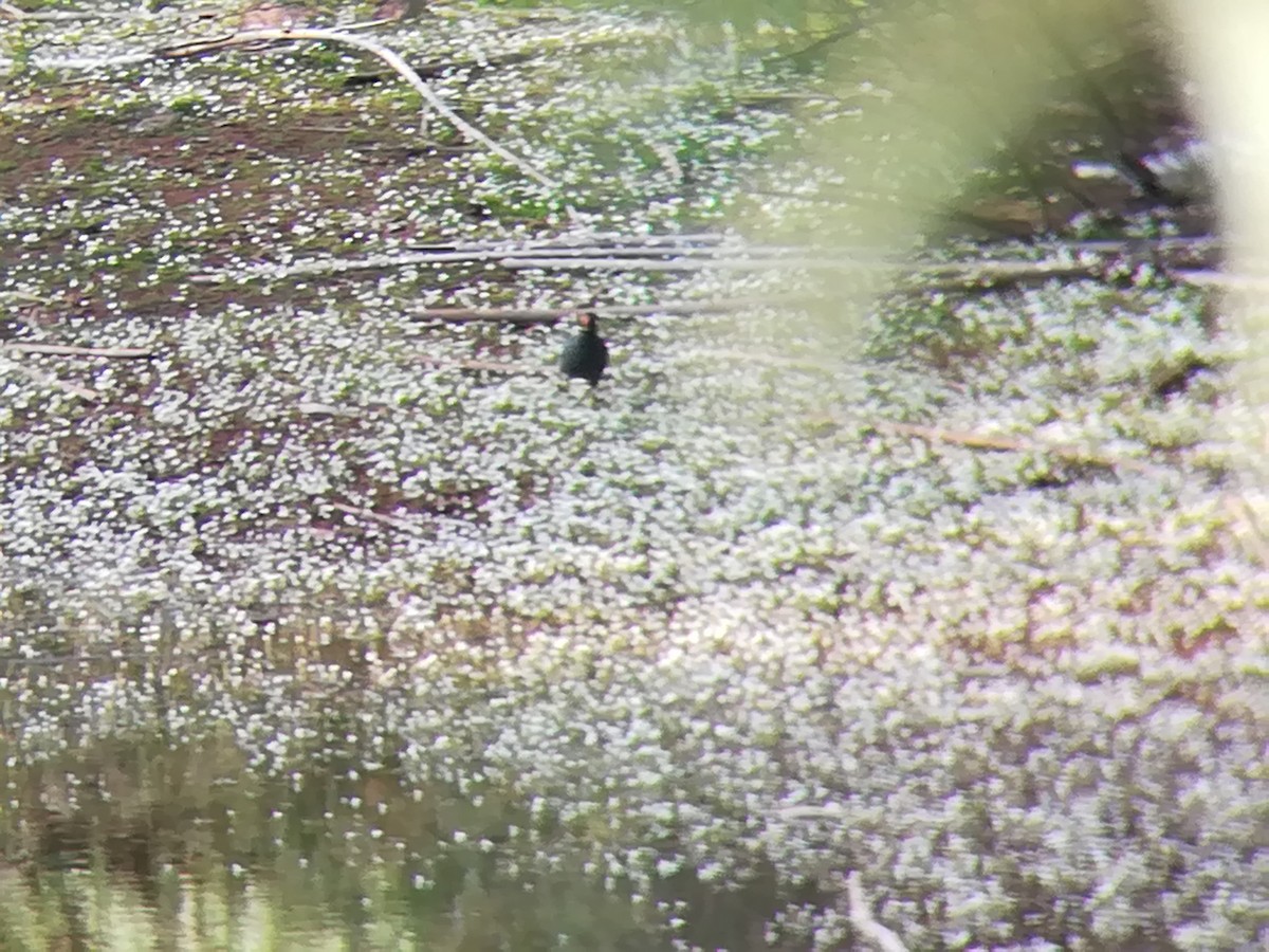 Eurasian Moorhen - ML150244121