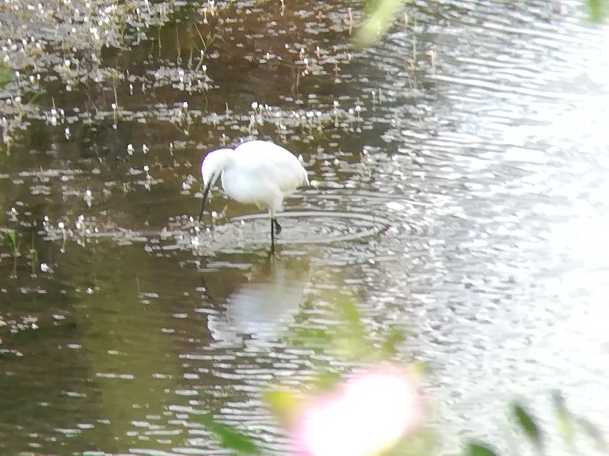 Little Egret - ML150244301