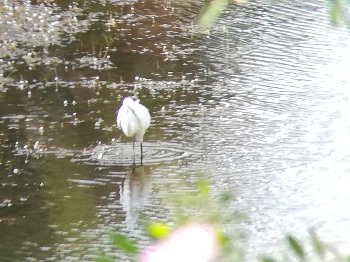 Little Egret - Nelson Conceição