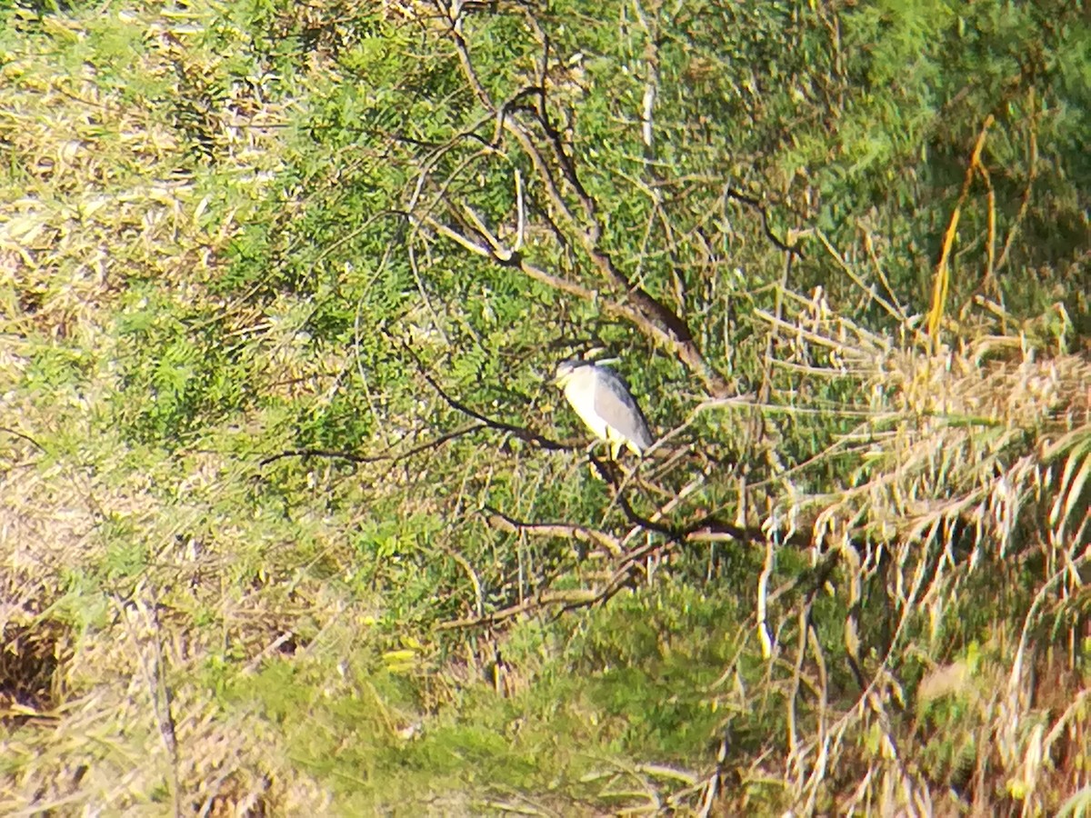 Black-crowned Night Heron - ML150244421