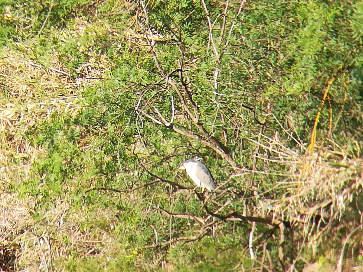 Black-crowned Night Heron - ML150244491