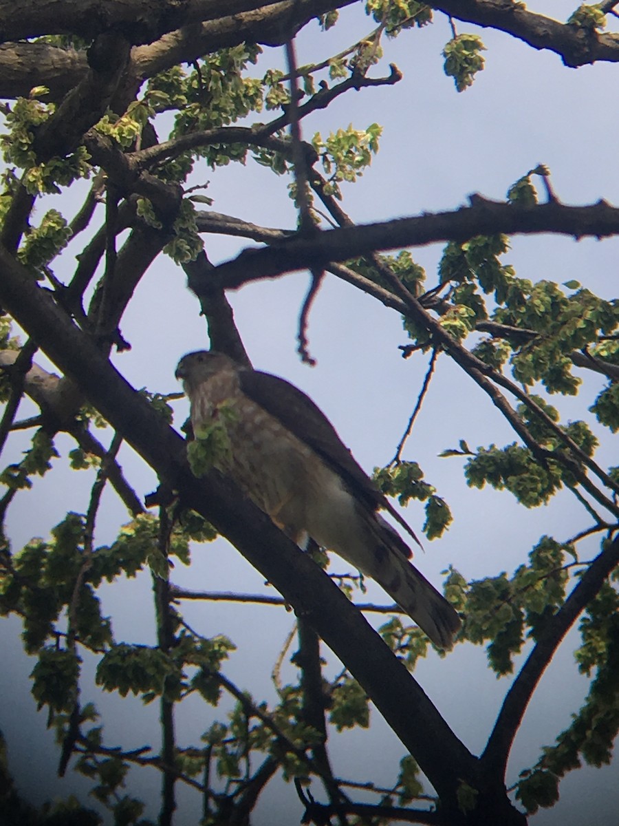 Sharp-shinned Hawk - ML150245641