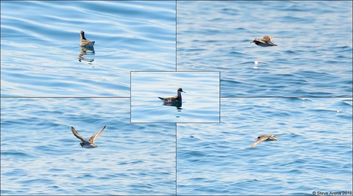 Red-necked Phalarope - ML150246071