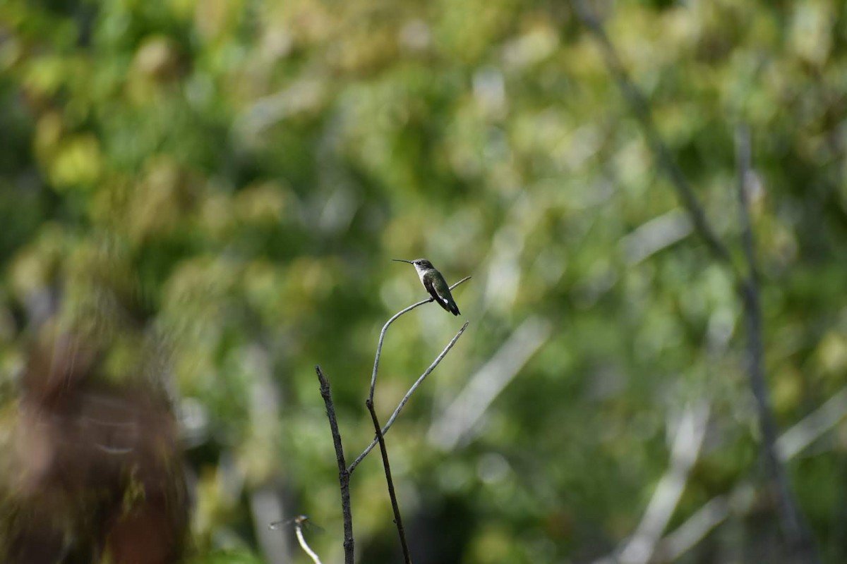 Yakut Boğazlı Kolibri - ML150246141