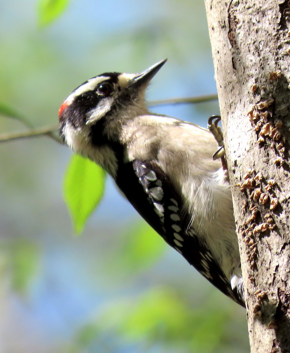 Downy Woodpecker - Lori White