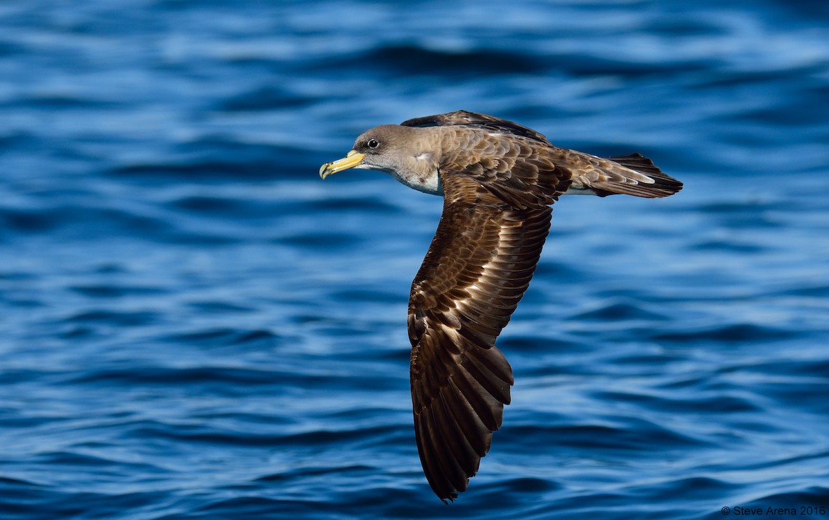 Cory's Shearwater - ML150246701