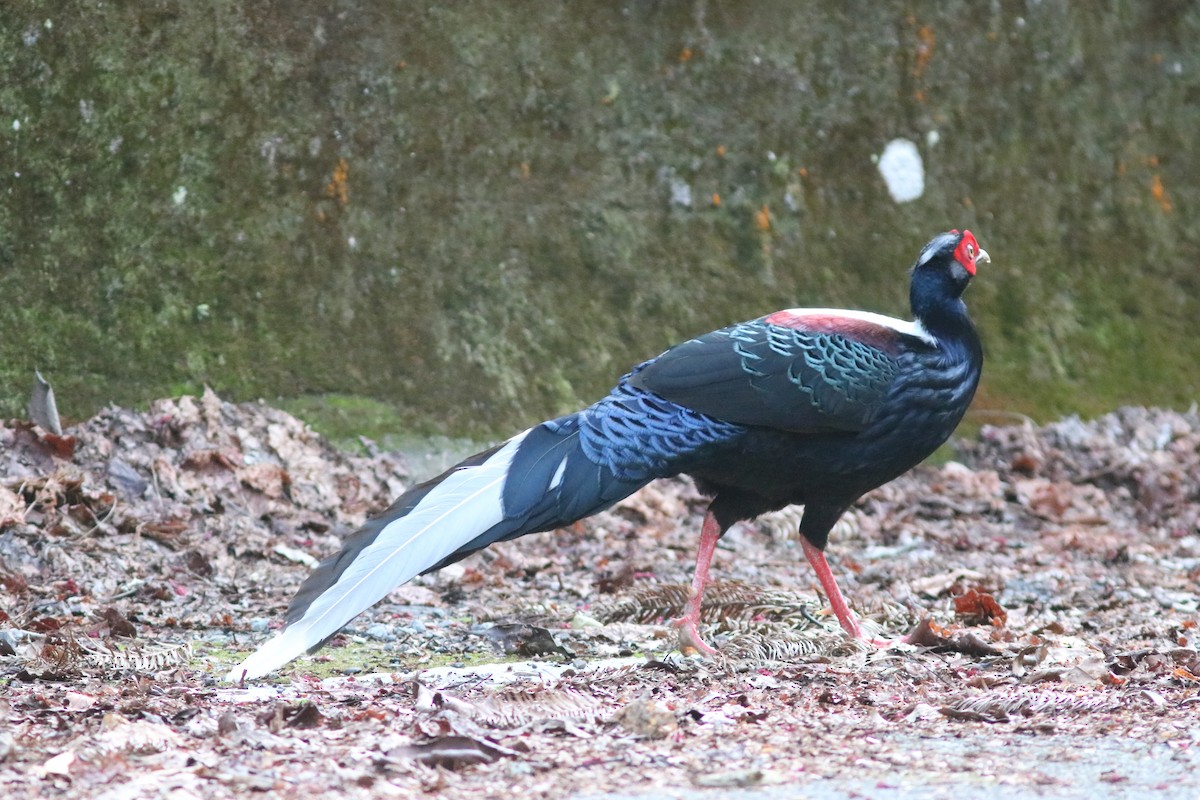 Swinhoe's Pheasant - ML150249831