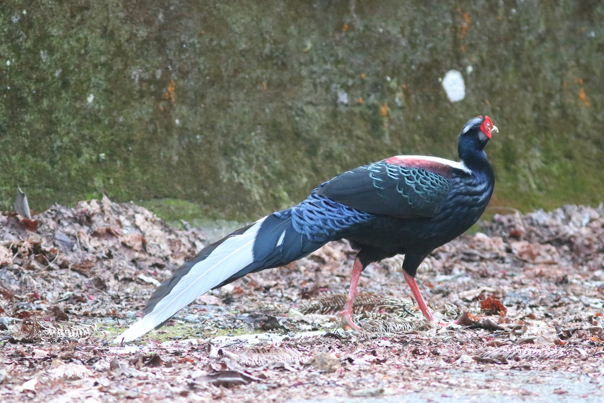 Тайваньский фазан - ML150249831