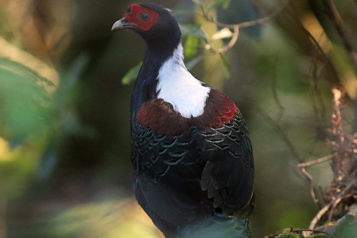 Swinhoe's Pheasant - ML150250181