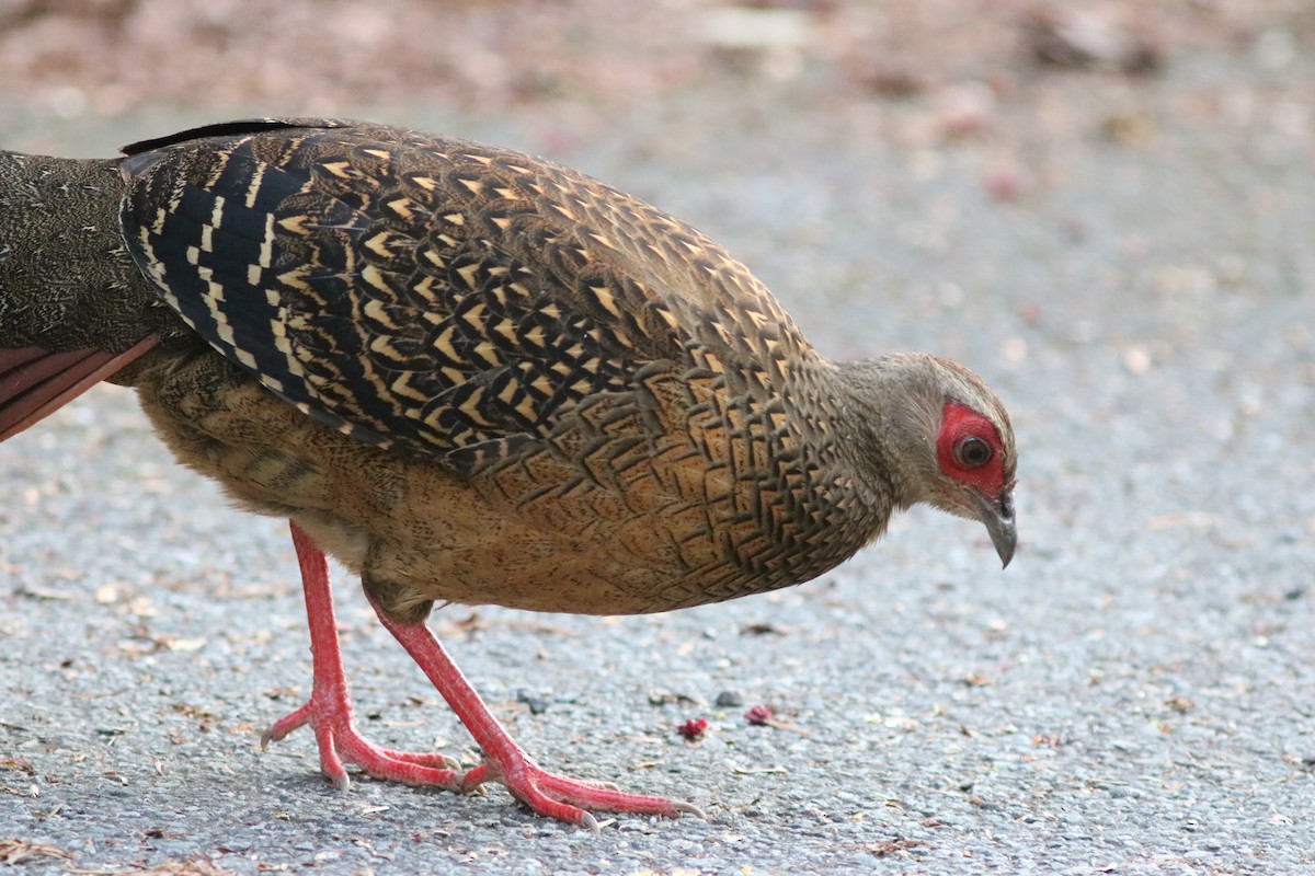 Swinhoe's Pheasant - ML150250631