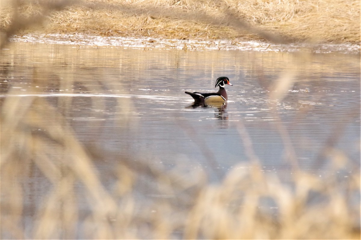 Wood Duck - ML150253561