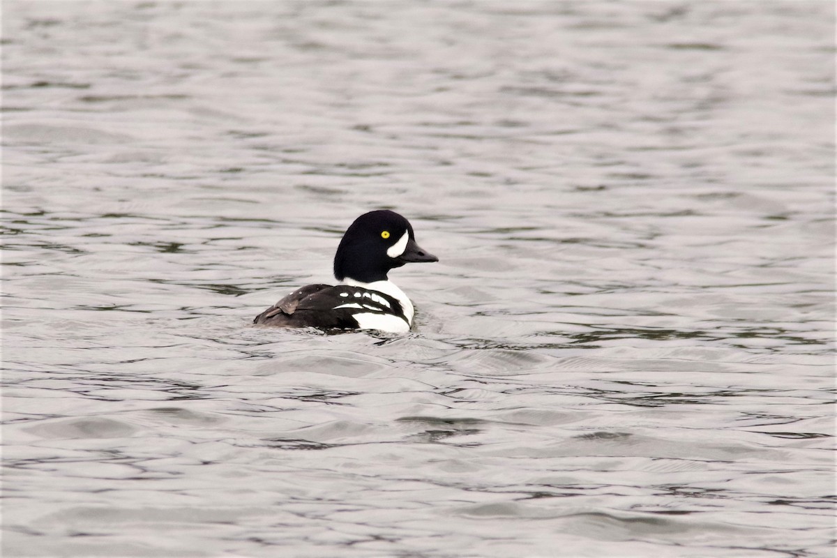 Barrow's Goldeneye - Don Manson