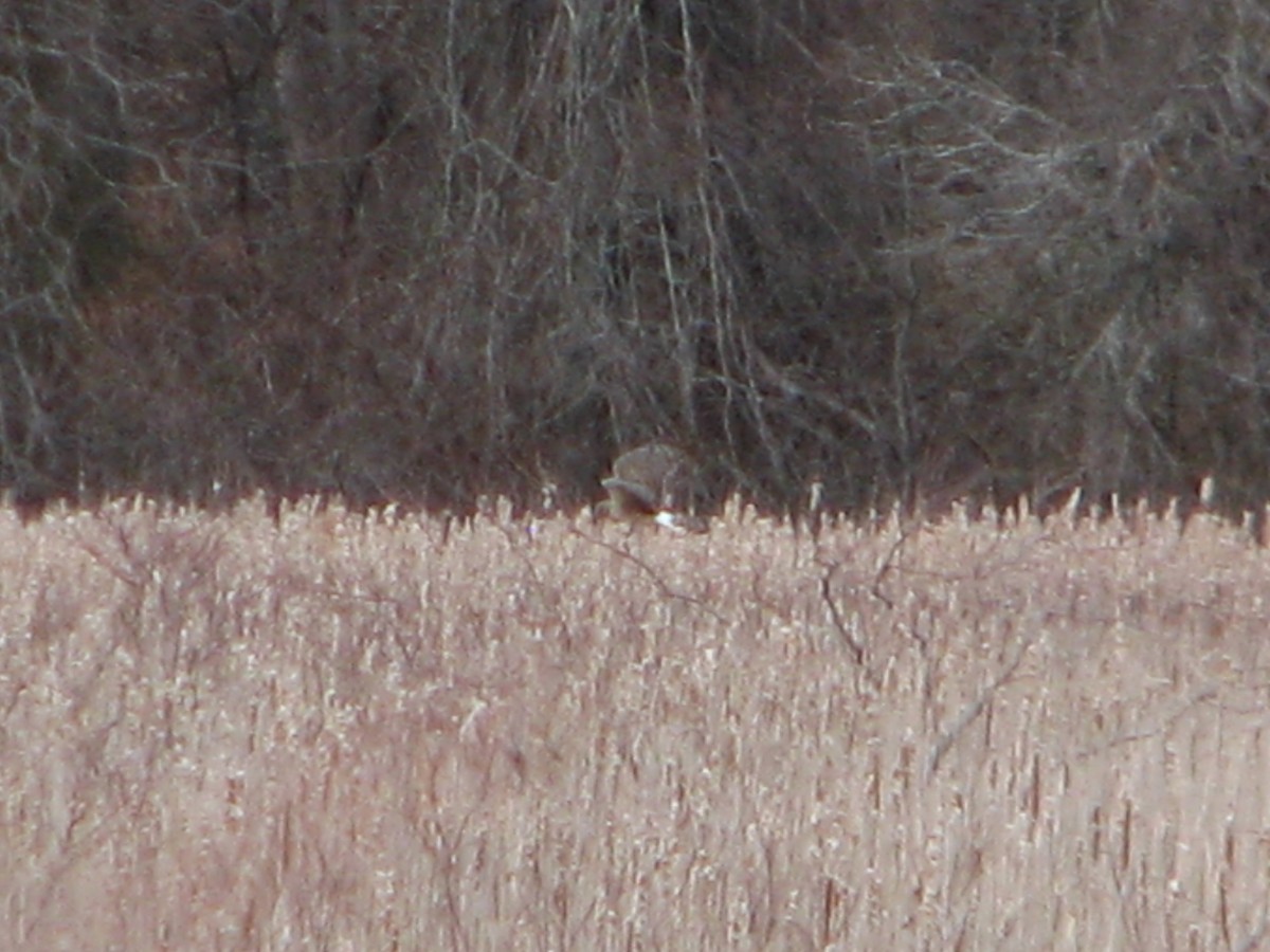 Northern Harrier - ML150254671