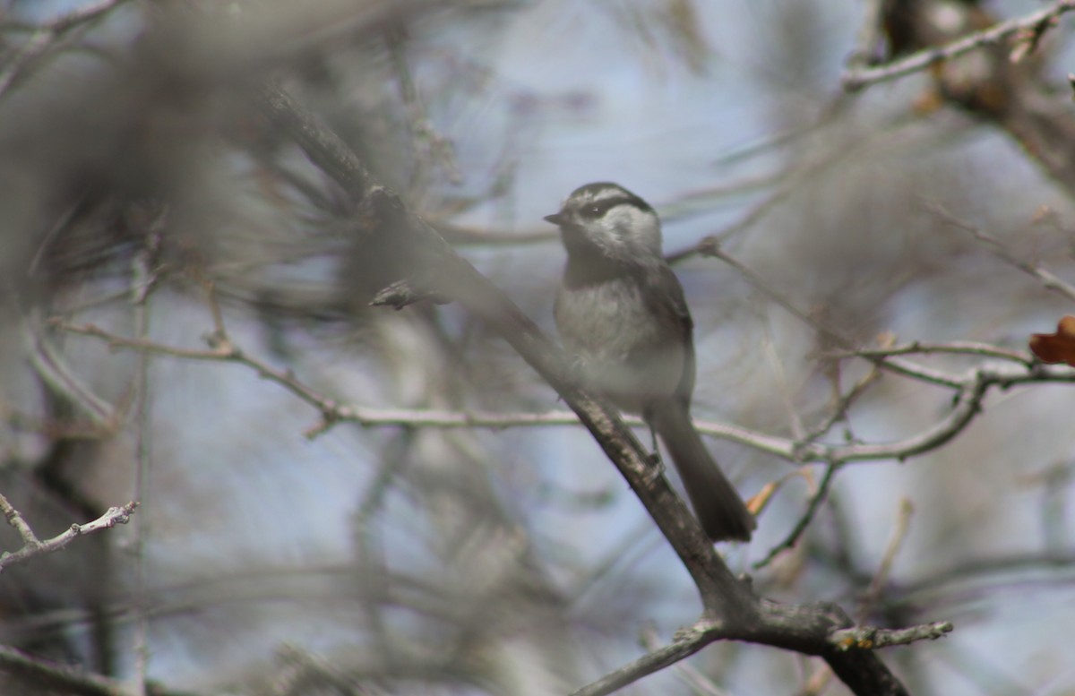 Mountain Chickadee - ML150255511