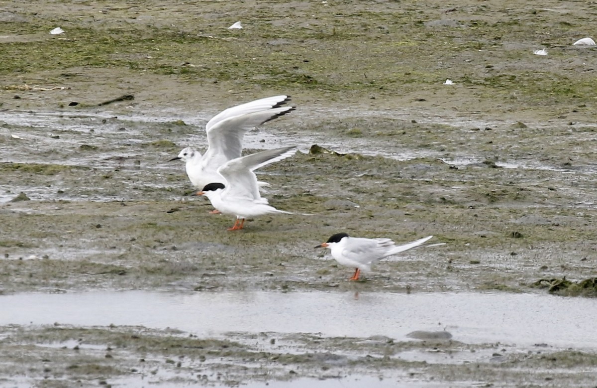 Bonaparte's Gull - John Bruin