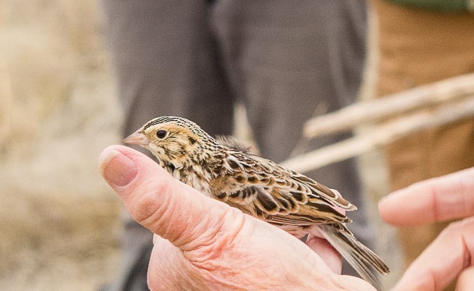 Baird's Sparrow - ML150257211