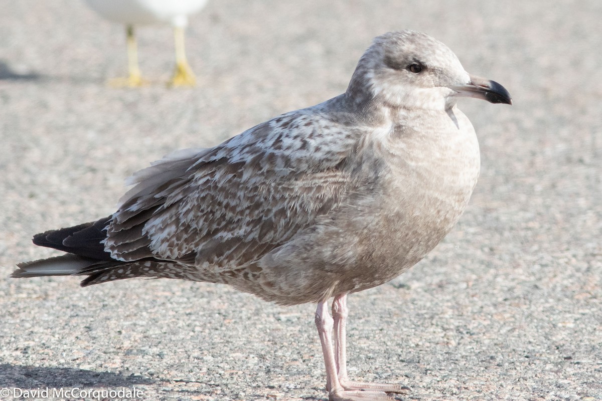 Goéland argenté (smithsonianus) - ML150257361