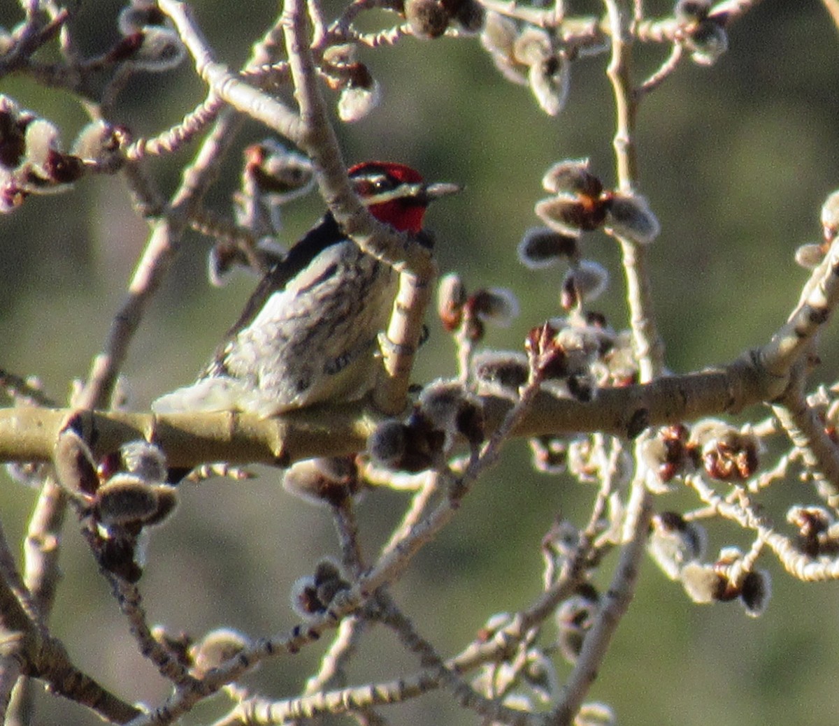 Red-naped Sapsucker - ML150257661