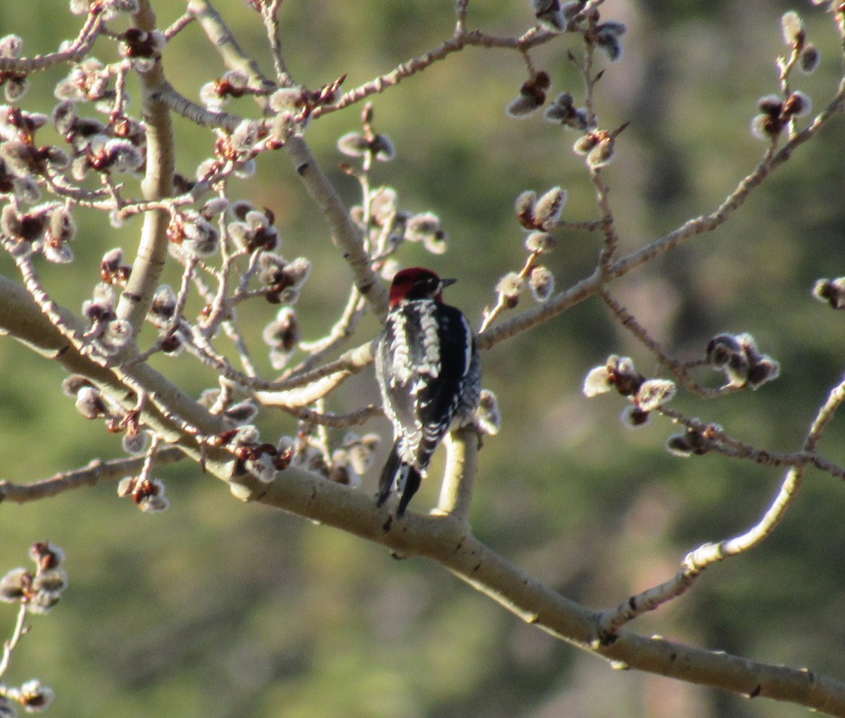 Red-naped Sapsucker - Jack Harlan