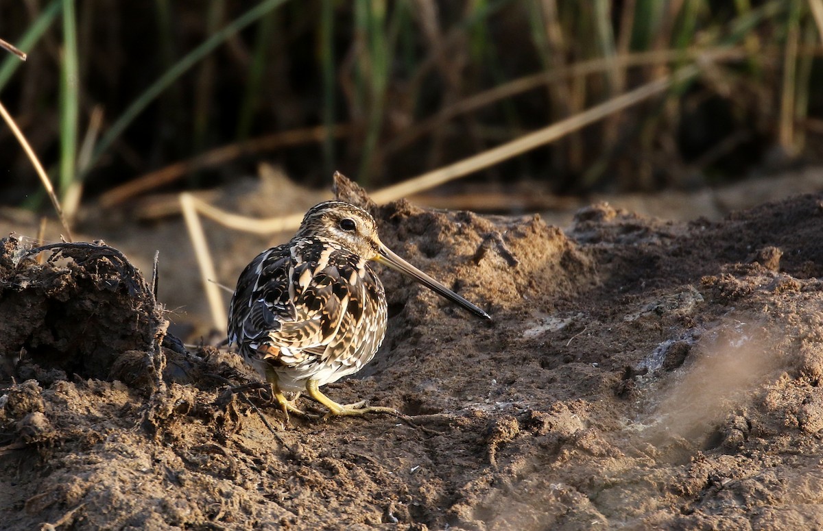 Common Snipe - ML150262081