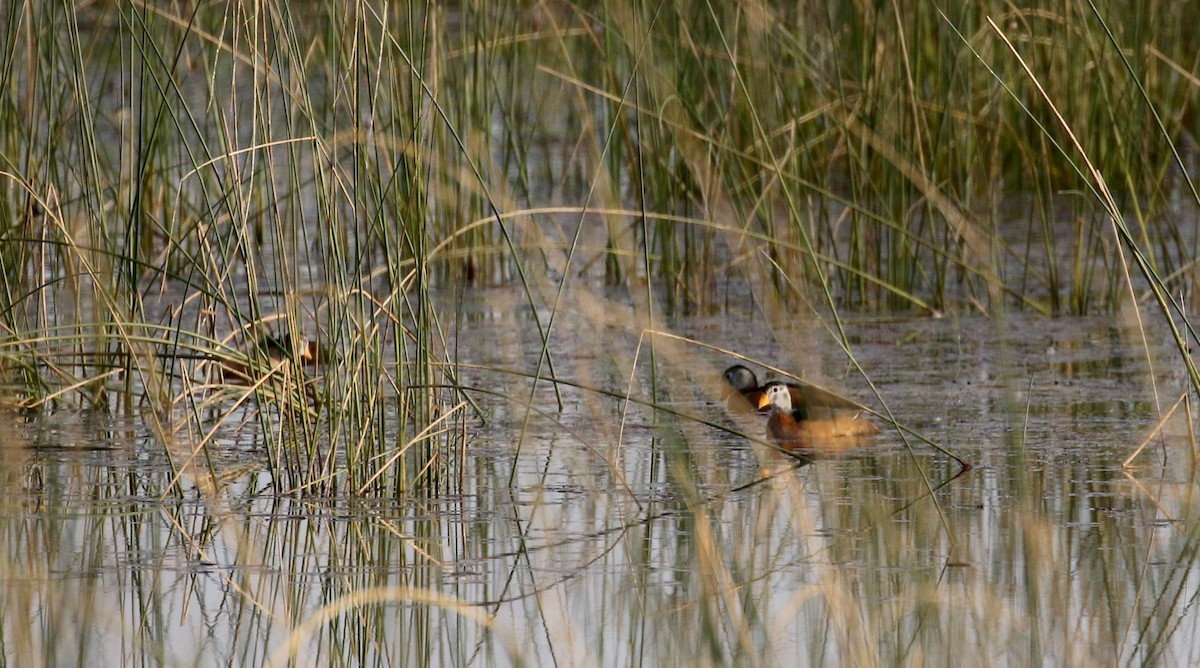 African Pygmy-Goose - ML150262221