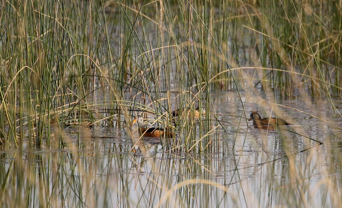 African Pygmy-Goose - ML150262231