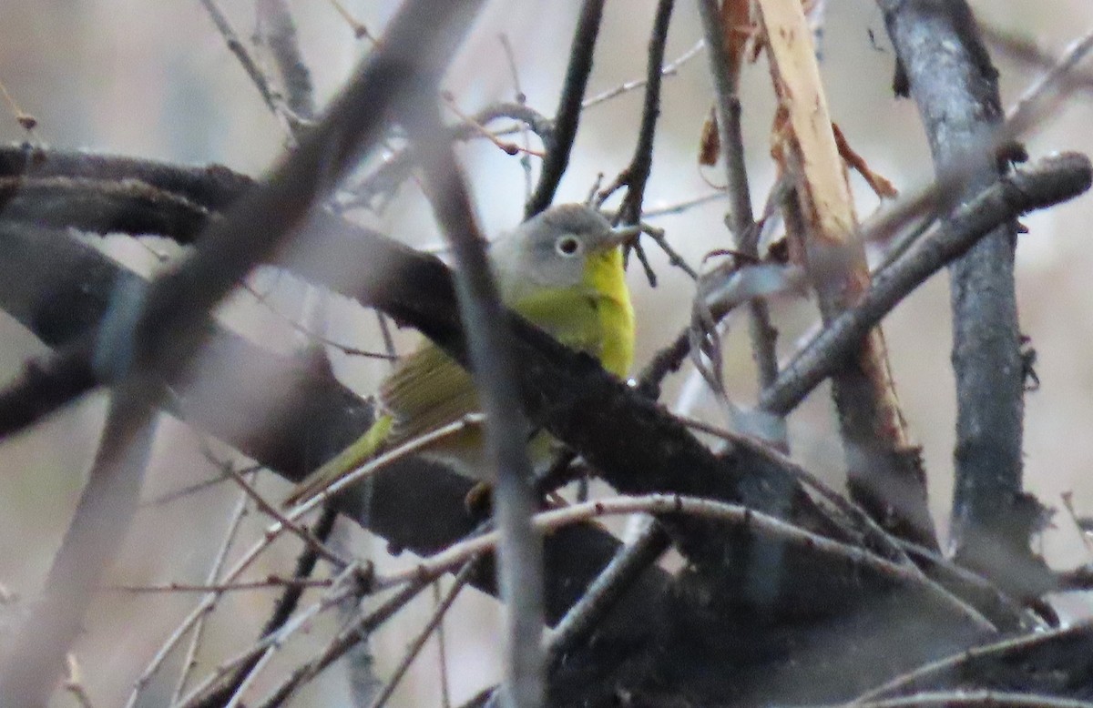 Nashville Warbler - ML150262561