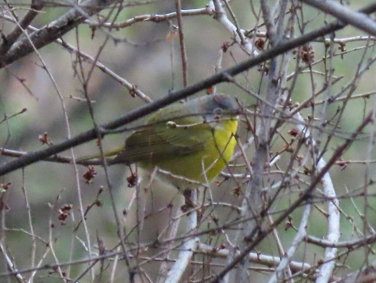 Nashville Warbler - ML150262571