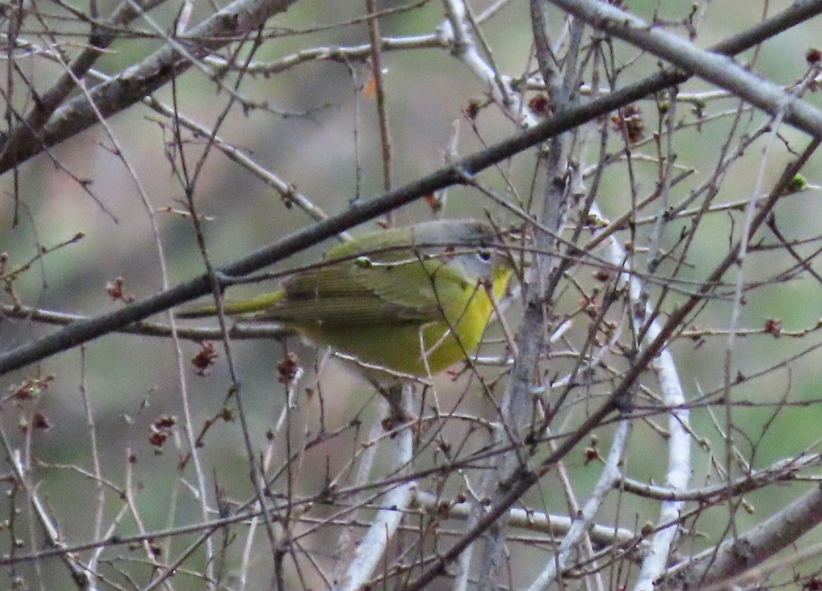 Nashville Warbler - ML150262581